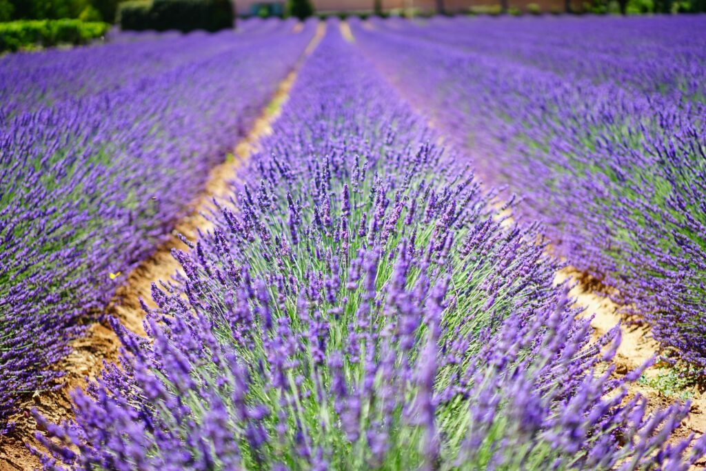 pexels-pixabay-139396 Prachtige lavendelvelden in de Provence, Frankrijk, in volle bloei met een helderblauwe lucht op de achtergrond.