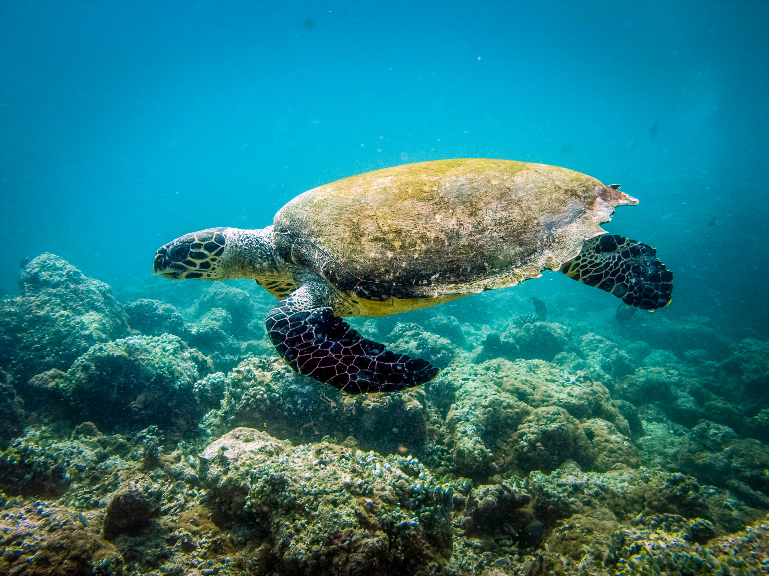 zee schildpad in de oceaan bij Tenerife kristal helder water