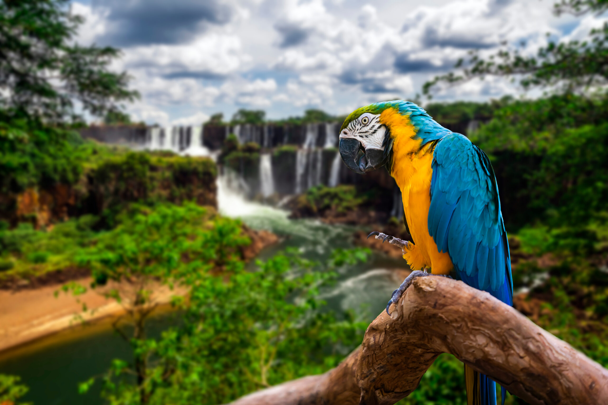 mooie blauw gele papegaai in loro parque Tenerife