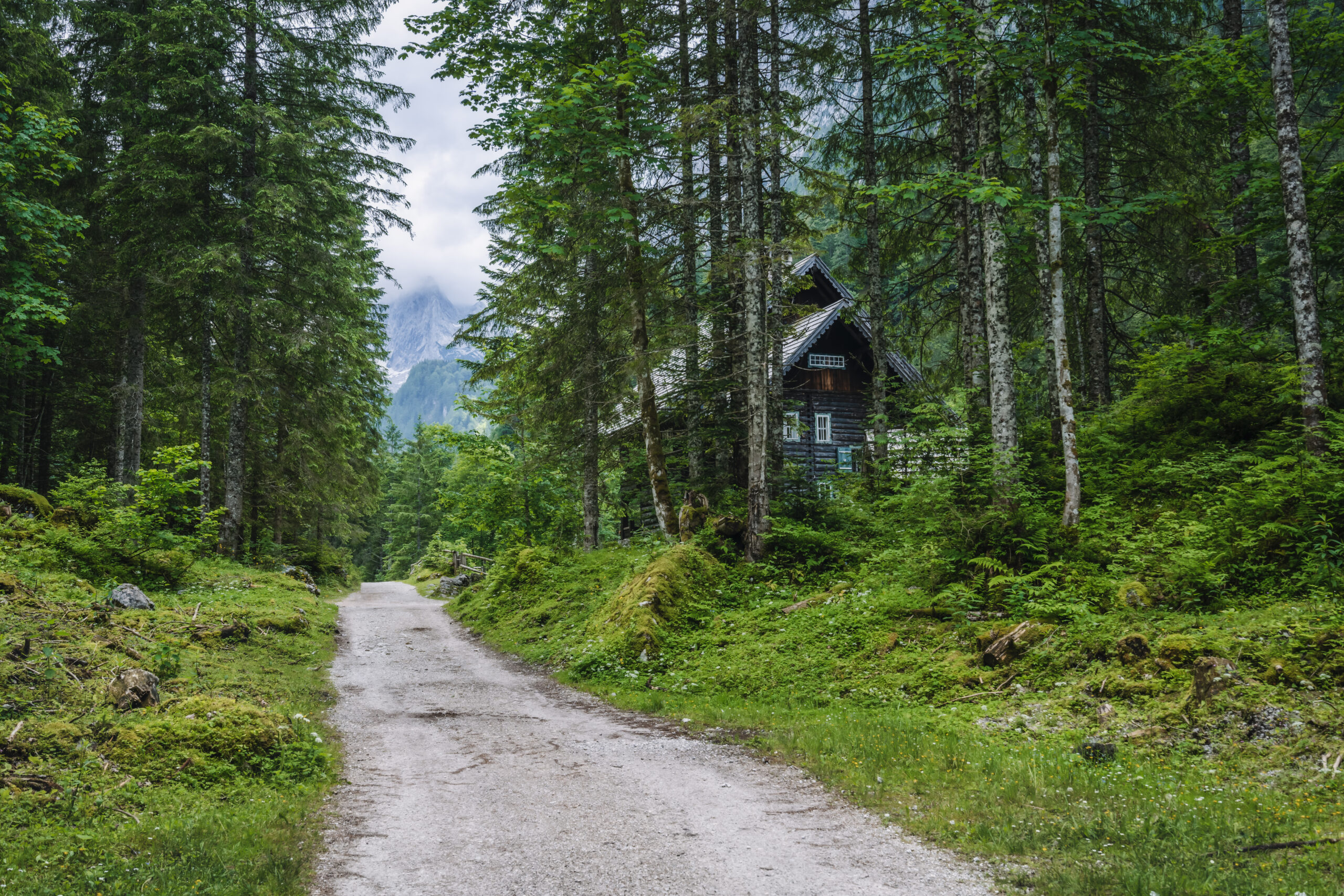 wandelpad door de bossen in Oostenrijk Schladming-Dachstein. Familievakantie Oostenrijk