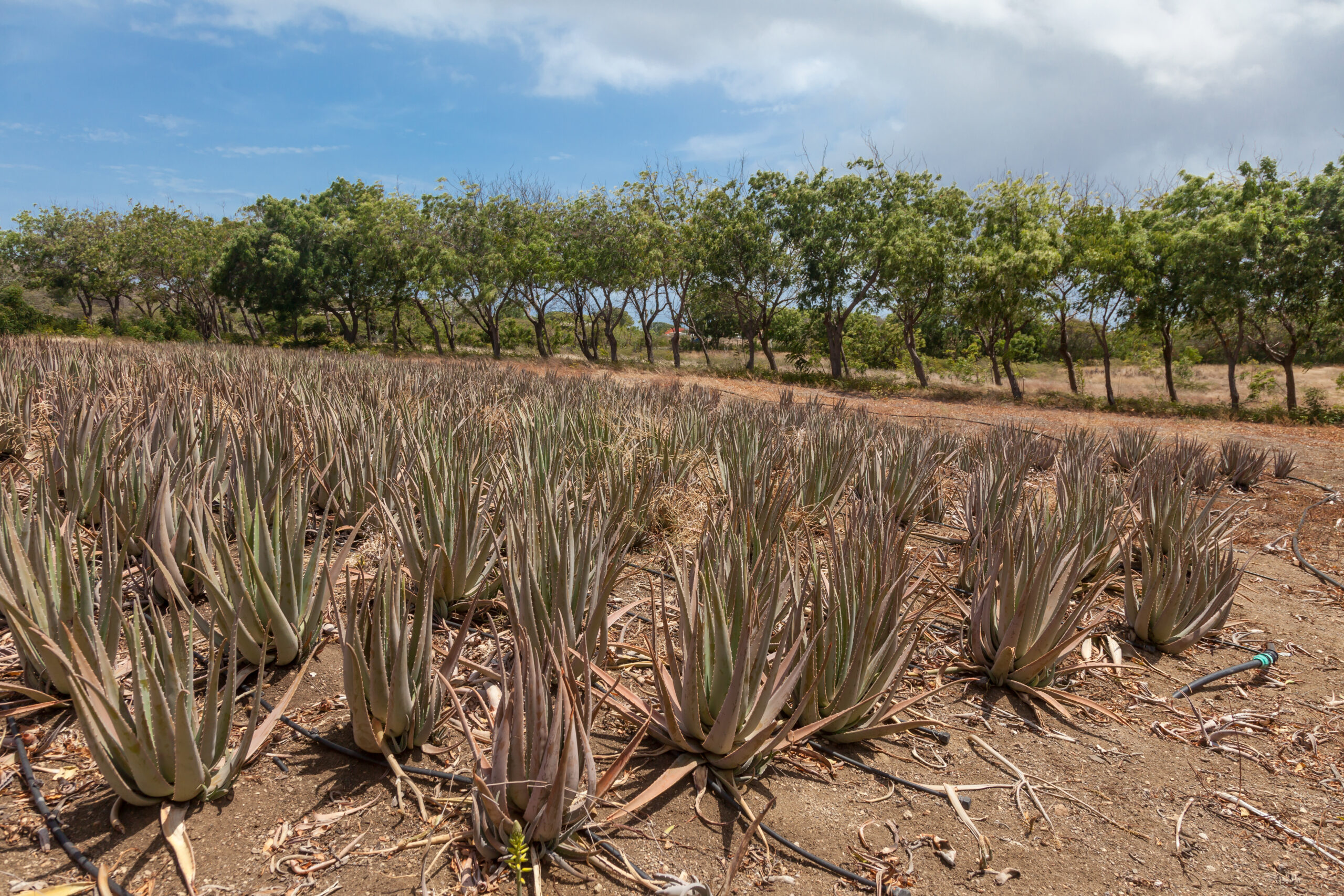 kleinschalige aloe vera boerderij op Curaçao