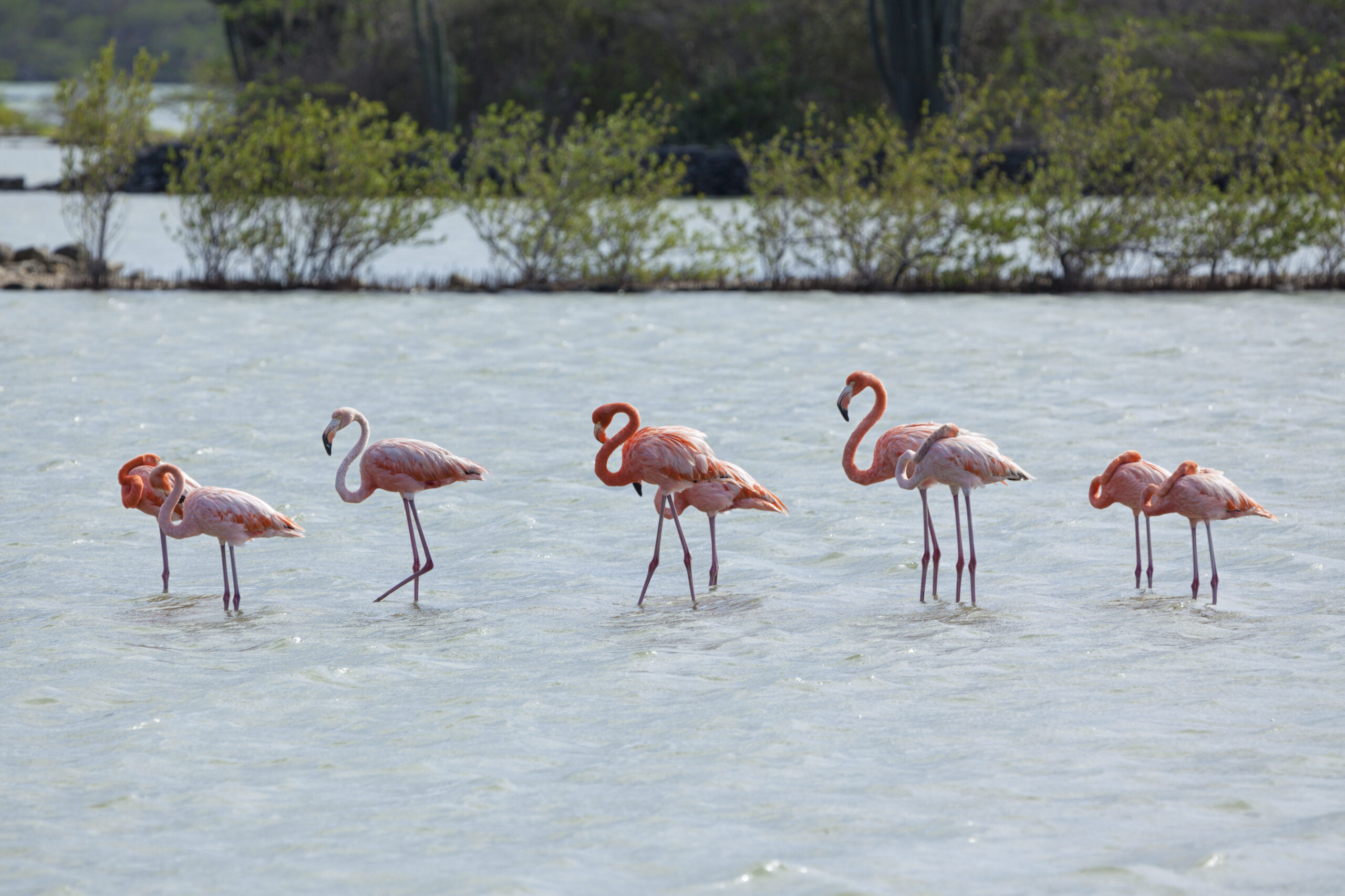 flamingo's in de zoutvlakte op Curaçao bij Sint Willibrordus